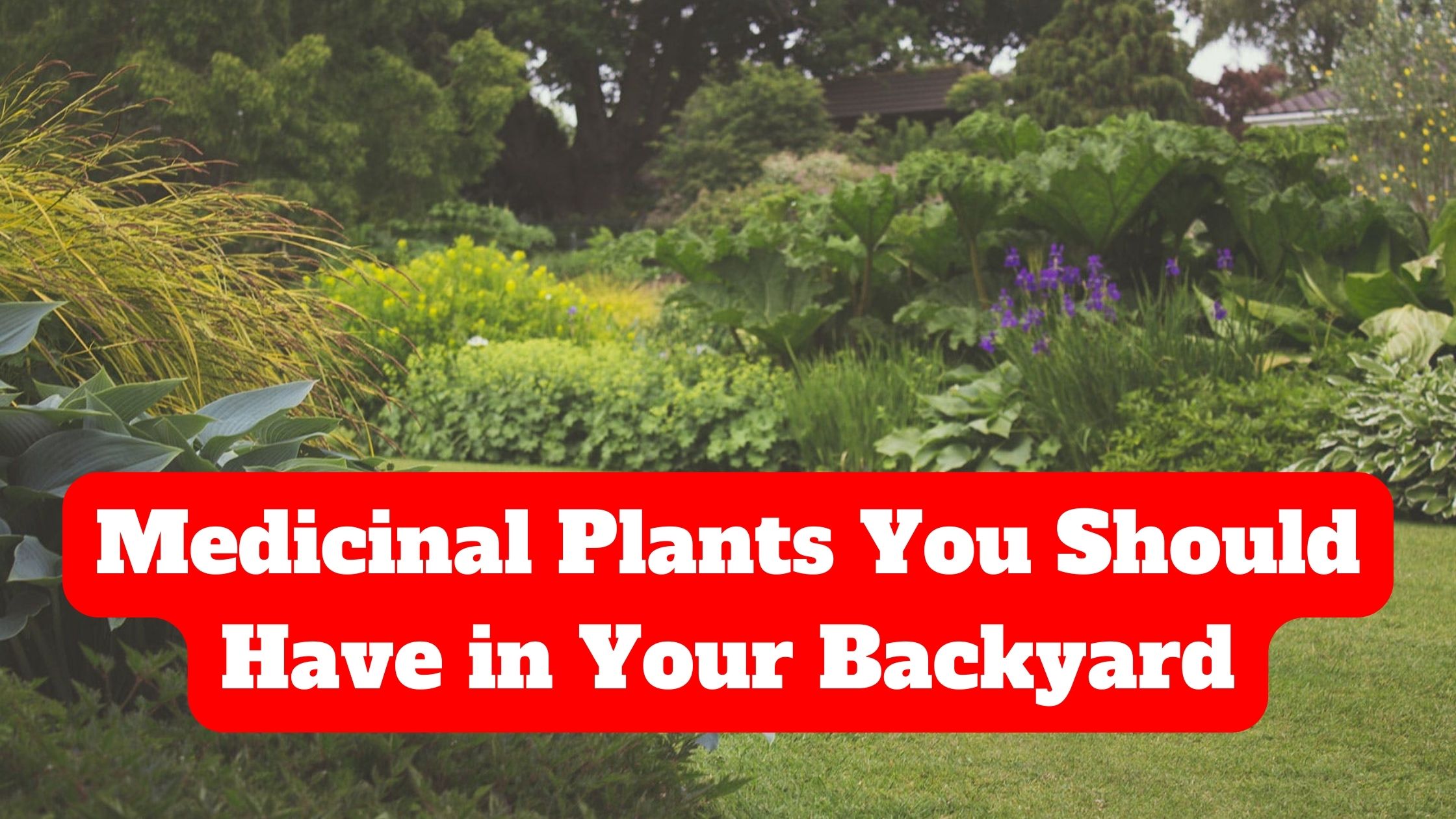 Medicinal Plants You Should Have in Your Backyard